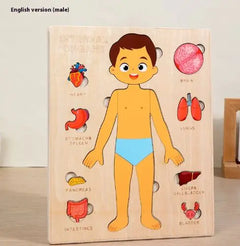 Kid's Human Body Organs Montessori Wooden Puzzles