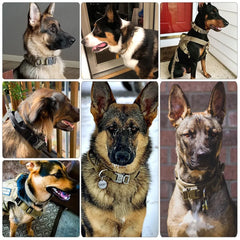Rugged Tactical Dog Collar