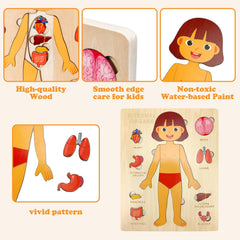Kid's Human Body Organs Montessori Wooden Puzzles