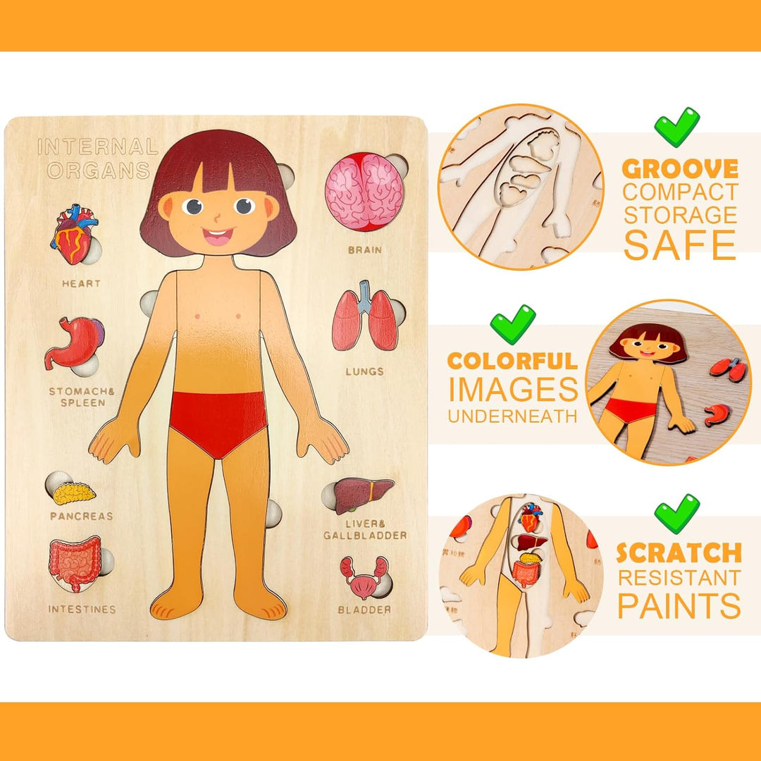 Kid's Human Body Organs Montessori Wooden Puzzles - Whimsical Shoppe