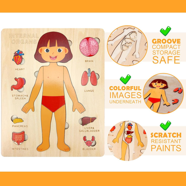 Kid's Human Body Organs Montessori Wooden Puzzles - Whimsical Shoppe