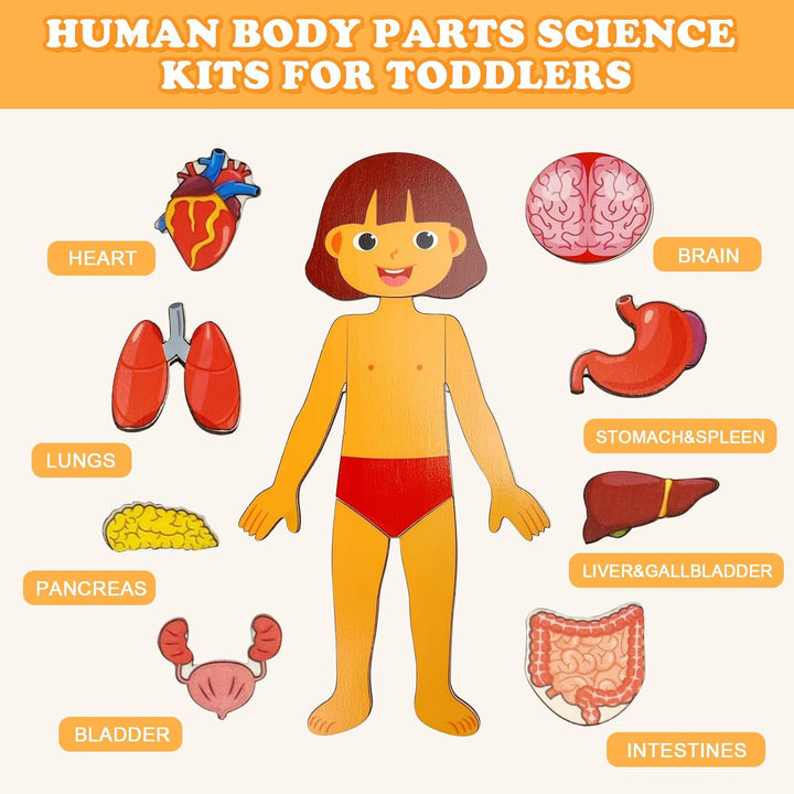Kid's Human Body Organs Montessori Wooden Puzzles - Whimsical Shoppe