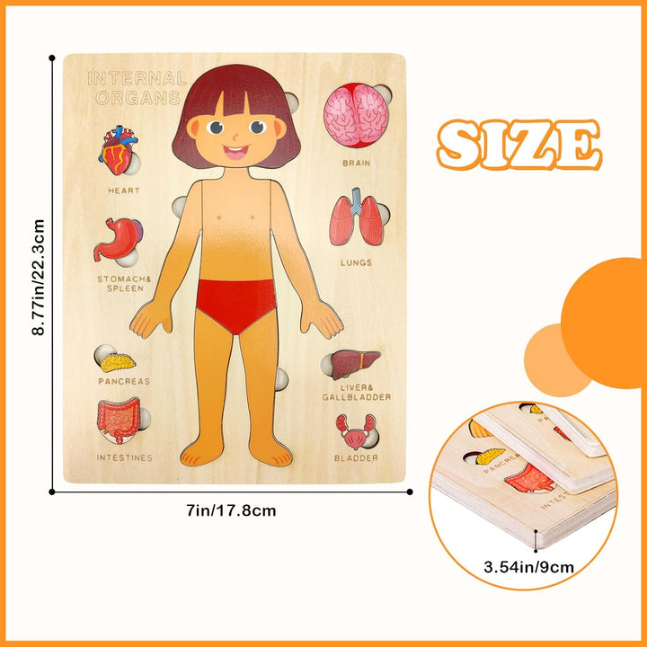 Kid's Human Body Organs Montessori Wooden Puzzles - Whimsical Shoppe